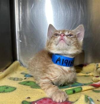 BUTTER -  Domestic Short Hair Cat for Adoption in Riverside, California - BUTTER | PetCurious