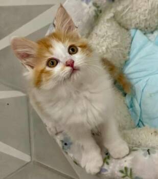Domestic Medium Hair Cats Available for Adoption in San Jose, California - Leopold Butterscotch | PetCurious