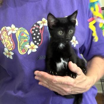 Domestic Short Hair Cats Available for Adoption in San Antonio, Texas - Petunia | PetCurious