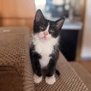 Stimperella -  Domestic Short Hair Cat for Adoption in Indianapolis, Indiana - Stimperella | PetCurious