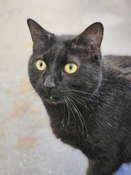 Domestic Short Hair Cats Available for Adoption in West Chester, Pennsylvania - Lou | PetCurious