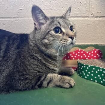 Leonardo DeCatprio -  Domestic Short Hair Cat for Adoption in South Haven, Michigan - Leonardo DeCatprio | PetCurious