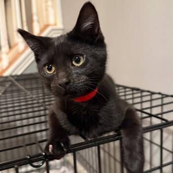 Sue -  Domestic Short Hair Cat for Adoption in Buffalo, New York - Sue | PetCurious