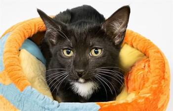 MILA -  Domestic Short Hair Cat for Adoption in Fort Lauderdale, Florida - MILA | PetCurious