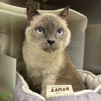 Finney -  Domestic Short Hair Cat for Adoption in Goleta, California - Finney | PetCurious