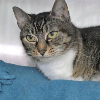 Barbara -  Domestic Short Hair Cat for Adoption in Austin, Texas - Barbara | PetCurious