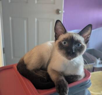 Bud -  Siamese Cat for Adoption in San Antonio, Texas - Bud | PetCurious