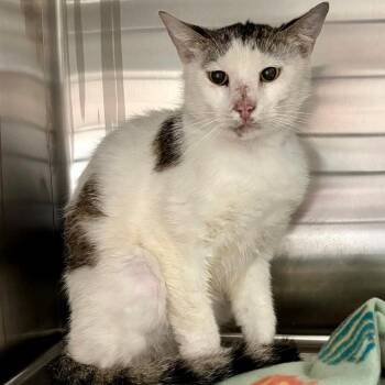 Domestic Short Hair Cats Available for Adoption in Austin, Texas - Power Ranger Pete | PetCurious