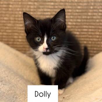 Dolly -  Domestic Short Hair Cat for Adoption in Renton, Washington - Dolly | PetCurious