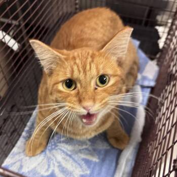 Redford -  Domestic Short Hair Cat for Adoption in Chicago, Illinois - Redford | PetCurious