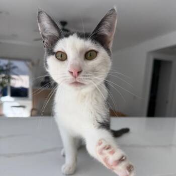Domestic Short Hair Cats Available for Adoption in Tustin, California - Beau | PetCurious