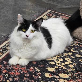 Domestic Short Hair Cats Available for Adoption - Zoey | PetCurious