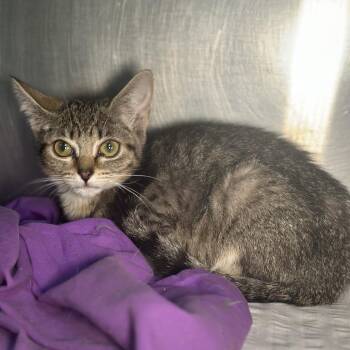 Eida -  Domestic Short Hair Cat for Adoption in San Antonio, Texas - Eida | PetCurious