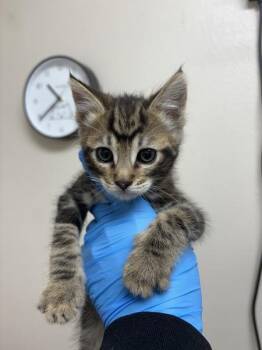 Lucky Duck -  Domestic Short Hair Cat for Adoption in Sherwood, Oregon - Lucky Duck | PetCurious