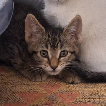 Crystal Lake -  Domestic Short Hair Cat for Adoption in Flagstaff, Arizona - Crystal Lake | PetCurious