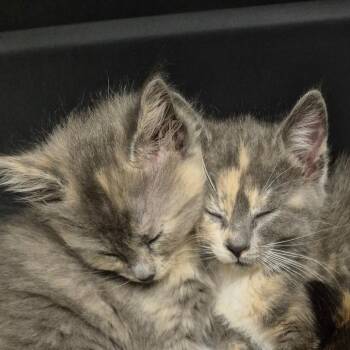 Muffin -  Domestic Medium Hair Cat for Adoption in Drumheller, Alberta - Muffin | PetCurious