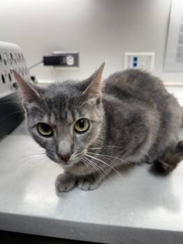 Domestic Short Hair Cats Available for Adoption in Baytown, Texas - MANGO | PetCurious