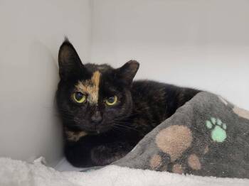 Scar -  Domestic Short Hair Cat for Adoption in Delson, Quebec - Scar | PetCurious