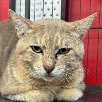 Pops -  Domestic Medium Hair Cat for Adoption in Miami, Florida - Pops | PetCurious