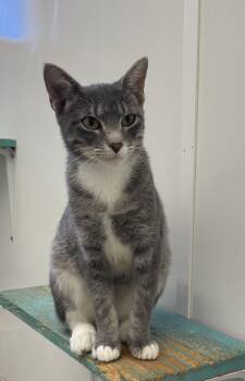 Fleurdelis -  Domestic Short Hair Cat for Adoption in Mckenzie, Tennessee - Fleurdelis | PetCurious