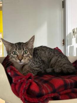 Biscuit -  Domestic Short Hair Cat for Adoption in New Orleans, Louisiana - Biscuit | PetCurious