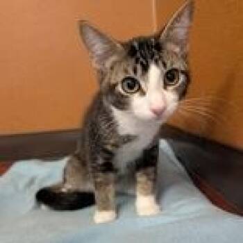 Sea Otter -  Domestic Short Hair Cat for Adoption in Rochester, Minnesota - Sea Otter | PetCurious