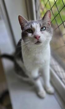 Eres -  Domestic Medium Hair and Domestic Short Hair Cat for Adoption in Honolulu, Hawaii - Eres | PetCurious