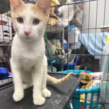 Rescue Domestic Short Hair Cats for Adoption in Normal, Illinois - Cosmo | PetCurious