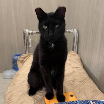 Flippy -  Domestic Short Hair Cat for Adoption in Jupiter, Florida - Flippy | PetCurious