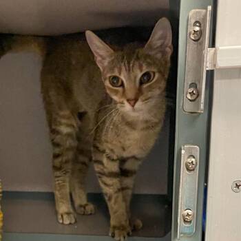 Domestic Short Hair Cats Available for Adoption - MULAN | PetCurious