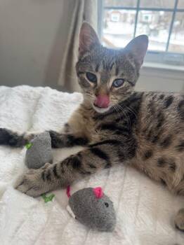 Tabby Cats Available for Adoption - Betty And Barney | PetCurious