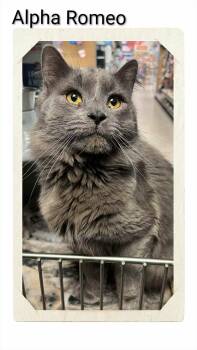 Domestic Medium Hair Cats Available for Adoption - Alpha Romeo | PetCurious