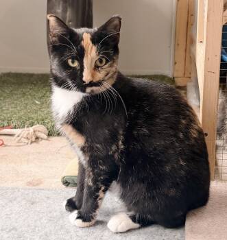 Pegasus -  Calico Cat Available for Adoption in Philadelphia, Pennsylvania - Pegasus | PetCurious