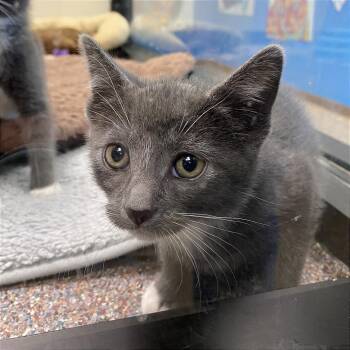 Domestic Short Hair Cats Available for Adoption in Cheyenne, Wyoming - Tina | PetCurious