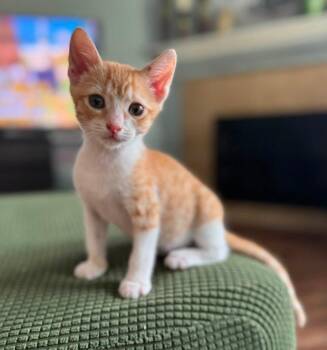Kevin -  Domestic Short Hair Cat for Adoption in Magnolia, Texas - Kevin | PetCurious
