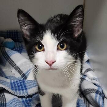 Noah -  Domestic Short Hair Cat for Adoption in Brighton, Missouri - Noah | PetCurious