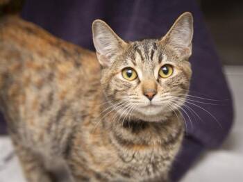 ROSEBUD -  Domestic Short Hair Cat for Adoption in Phoenix, Arizona - ROSEBUD | PetCurious