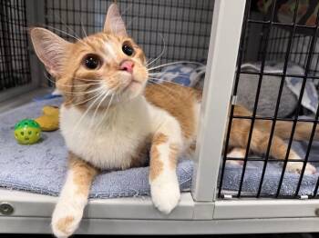 Migi -  Domestic Short Hair Cat for Adoption in Raleigh, North Carolina - Migi | PetCurious