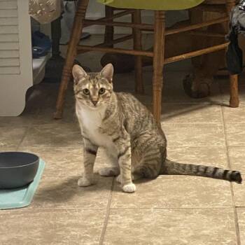 American Shorthair Cats Available for Adoption - Sophie | PetCurious