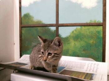 Domestic Short Hair Cats Available for Adoption in Houston, Texas - SALLIE | PetCurious