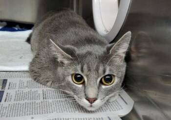 Domestic Short Hair Cats Available for Adoption in Aurora, Illinois - GIRLY GIRL | PetCurious