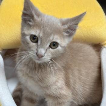 Luke Fox -  Domestic Short Hair Cat for Adoption in Davenport, Iowa - Luke Fox | PetCurious