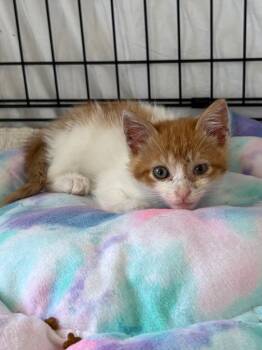 Chevy -  Domestic Short Hair Cat for Adoption in Hartford City, Indiana - Chevy | PetCurious
