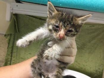 Domestic Short Hair Cats Available for Adoption in Riverside, California - SHAKIRA | PetCurious