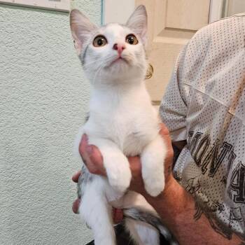 Agatha -  Domestic Short Hair Cat for Adoption in Elverta, California - Agatha | PetCurious