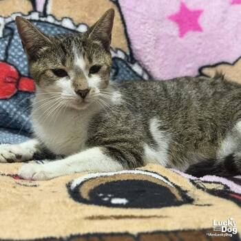 Domestic Short Hair Cats Available for Adoption in Washington, District Of Columbia - Renata | PetCurious