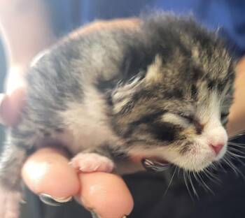 Pen 1 -  Domestic Short Hair Cat for Adoption in Lawrenceville, Georgia - Pen 1 | PetCurious