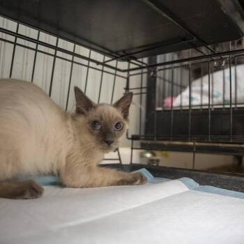 Tango -  Balinese and Domestic Short Hair Cat for Adoption in Pawling, New York - Tango | PetCurious