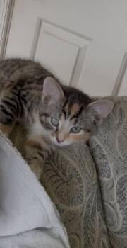 Rory -  Domestic Short Hair Cat for Adoption in Lewisburg, Pennsylvania - Rory | PetCurious