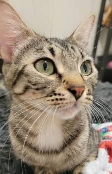 Domestic Short Hair Cats Available for Adoption - Kristy | PetCurious